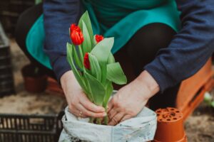 anonymous gardener with tulips in sack
